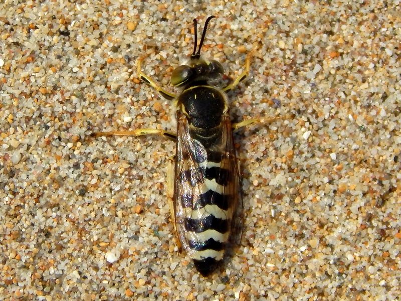 Bembix sp. ?   S ! Bembix oculata, maschio